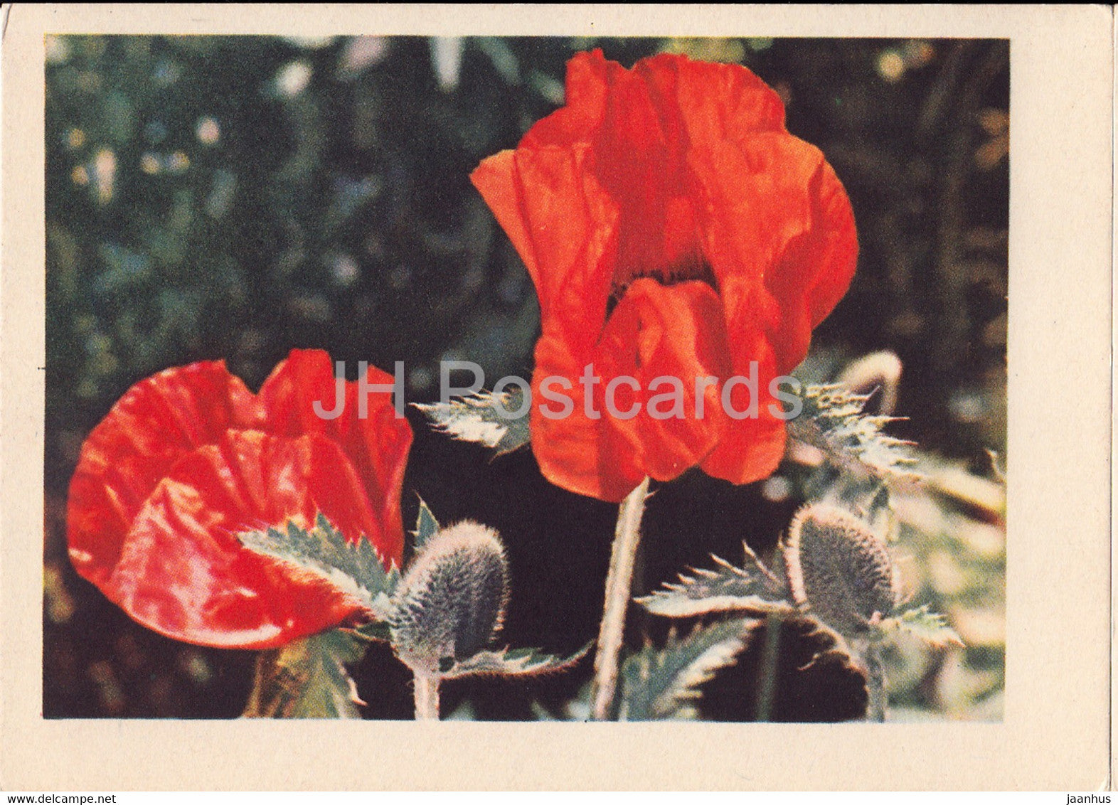 Oriental poppy - Papaver orientale - flowers - plants - 1962 - Latvia USSR - unused - JH Postcards