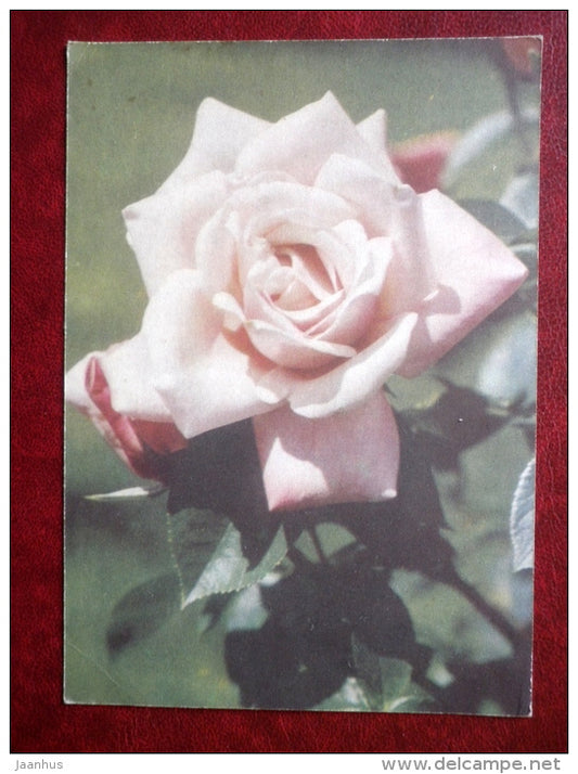 Greeting Card - pink rose - flowers - 1969 - Russia USSR - used - JH Postcards