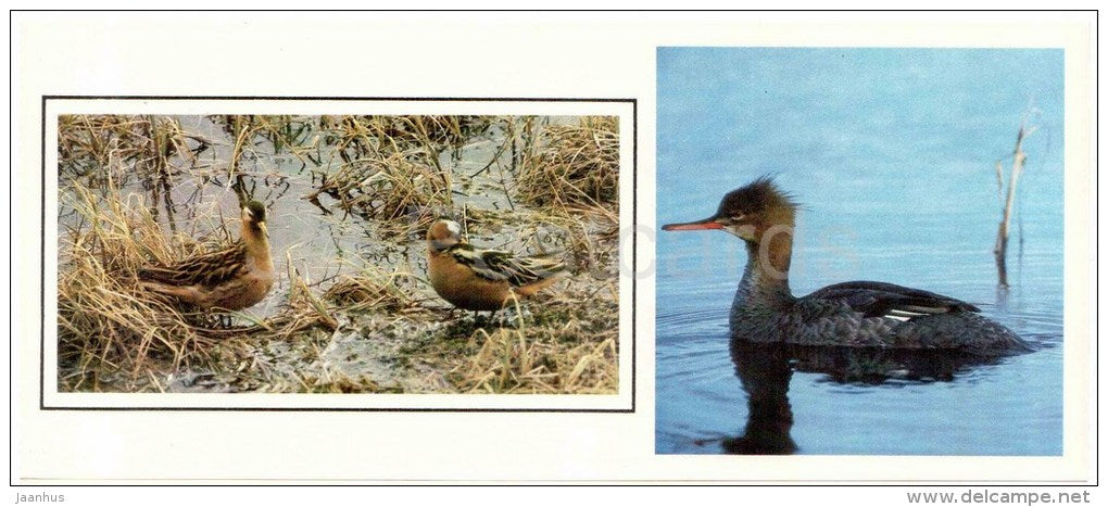 Red phalarope , Phalaropus fulicarius - Red-breasted merganser , Mergus serrator - birds - 1986 - Russia USSR - unused - JH Postcards