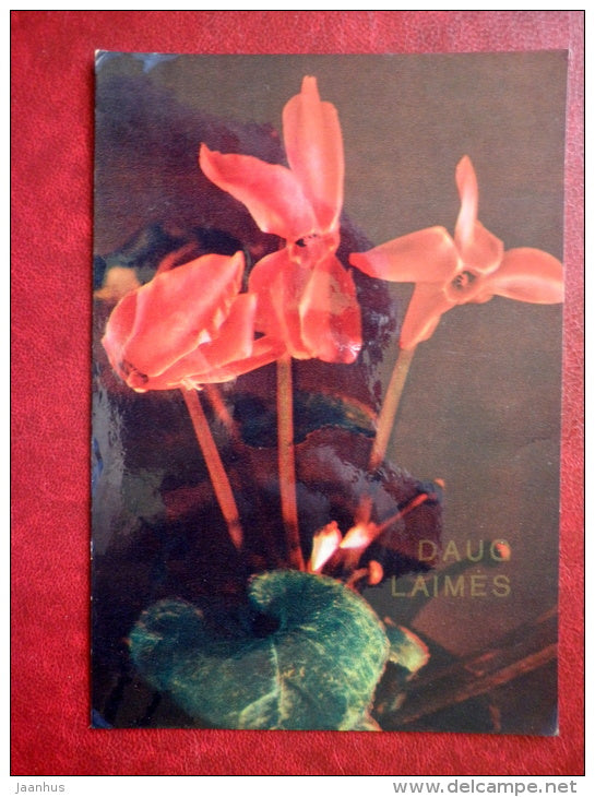 red cyclamen - flowers - 1987 - Lithuania USSR - used - JH Postcards