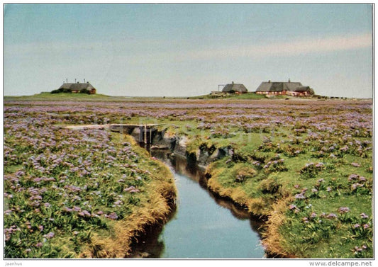 Halliglandschaft mit der blühenden Bondestave (Statice limonium) - Germany - 1970 gelaufen - JH Postcards