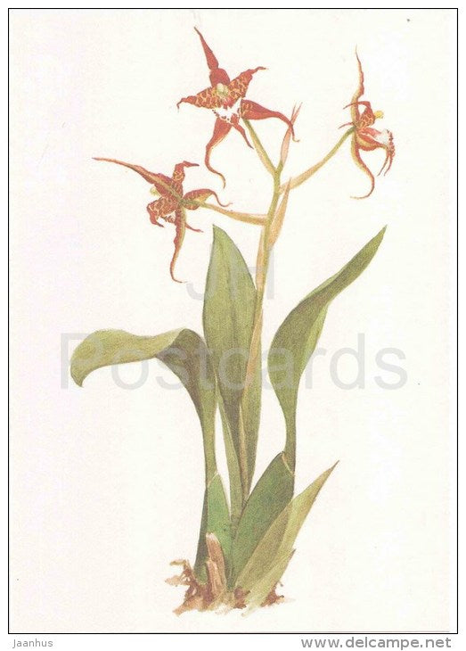 The Heart-Shaped Rhynchostele - Odontoglossum cordatum - orchid - wild flowers - 1988 - Russia USSR - unused - JH Postcards