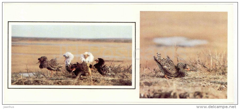 The Ruff , Philomachus pugnax - birds - 1986 - Russia USSR - unused - JH Postcards