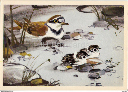 Little ringed plover - Charadrius dubius - birds - animals - illustration - 1980 - Russia USSR - unused - JH Postcards