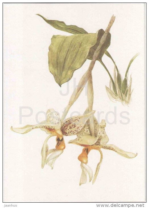 The Eye-Spot Stanhopea - Stanhopea oculata - orchid - wild flowers - 1988 - Russia USSR - unused - JH Postcards