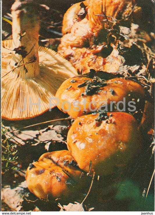 Stinking russula Mushroom - Russula foetens - Mushrooms - 1980 - Russia USSR - unused - JH Postcards