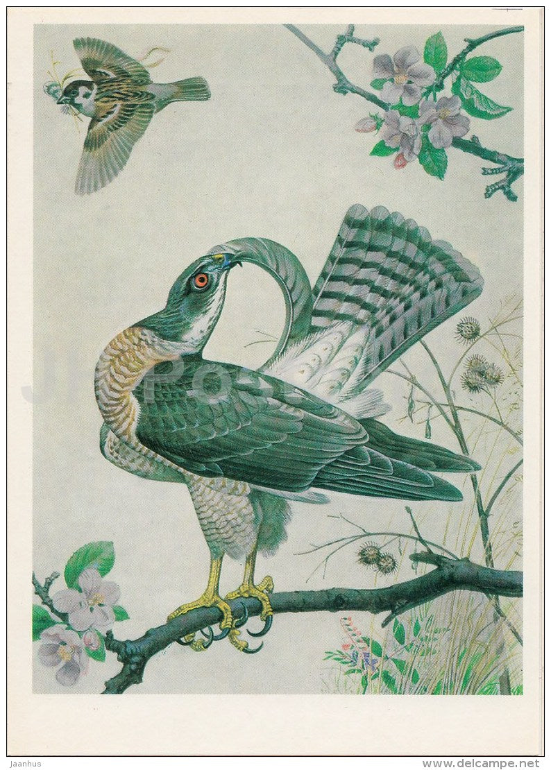 Levant sparrowhawk , Accipiter brevipes - Endangered species - illustration by V. Gorbatov - 1990 - Russia USSR - unused - JH Postcards