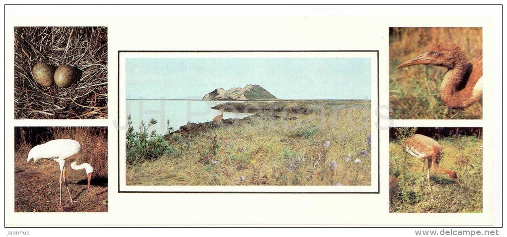 Siberian crane , Grus leucogeranus - birds - 1986 - Russia USSR - unused - JH Postcards