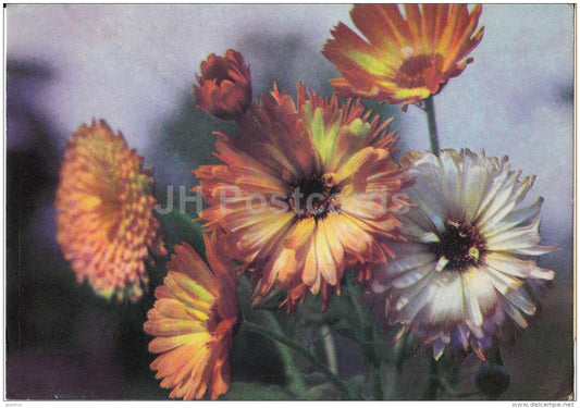 calendula - flowers - postal stationery - 1968 - Russia USSR - used - JH Postcards