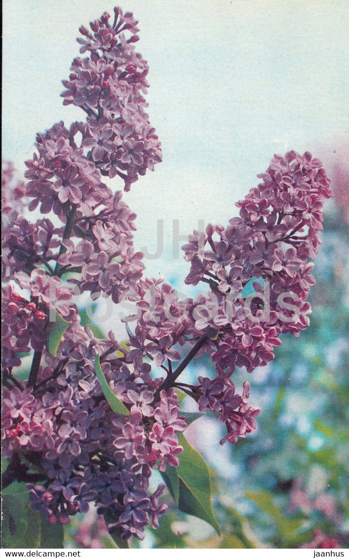 Savoier - Lilac - Flowers - 1973 - Russia USSR - unused - JH Postcards