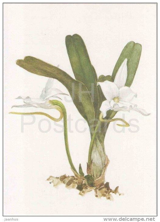 The Madalaine Angraecum - Angraecum magdalenae - orchid - wild flowers - 1988 - Russia USSR - unused - JH Postcards