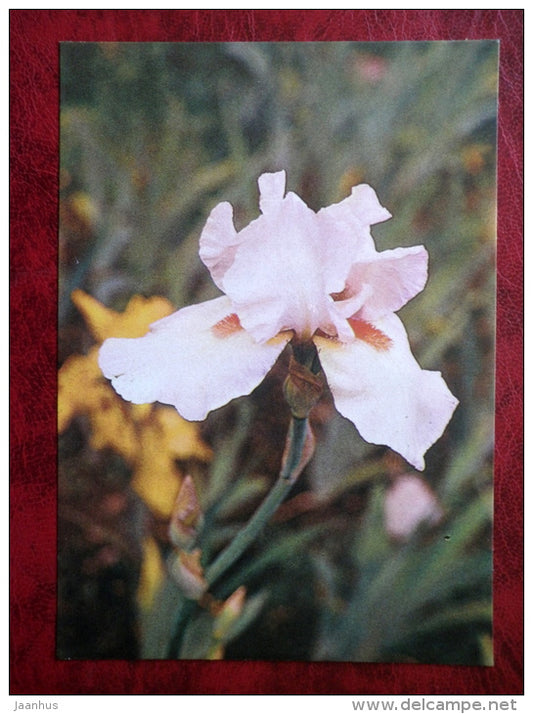 Frost and Flame - Iris - flowers - 1984 - Estonia USSR - unused - JH Postcards