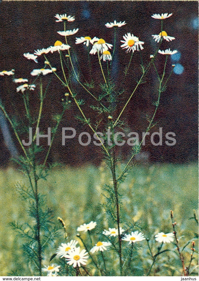 Scentless false mayweed - Tripleurospermum inodorum - Wild Flowers - 1971 - Russia USSR - unused - JH Postcards