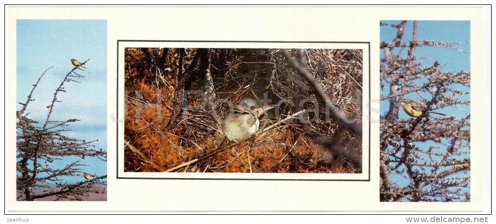 Western yellow wagtail , Motacilla flava - Willow warbler , Phylloscopus trochilus - birds - 1986 - Russia USSR - unused - JH Postcards