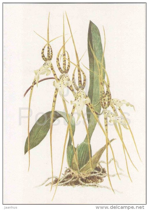 Brassia Edvah Loo - orchid - wild flowers - 1988 - Russia USSR - unused - JH Postcards