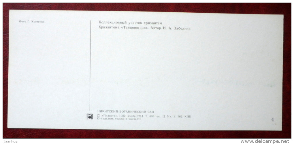 chrysantemum area - chrysantemum Dancer - flowers - Nikitsky Botanical Garden - 1982 - Ukraine USSR - unused - JH Postcards