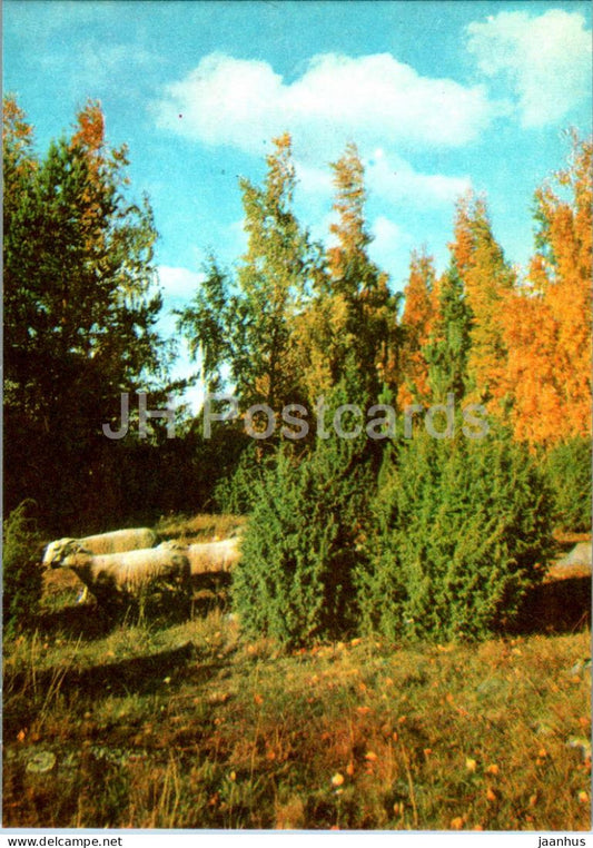 Lahemaa - Junipers at Natturi - animals - sheep - 1 - 1978 - Estonia USSR - unused - JH Postcards