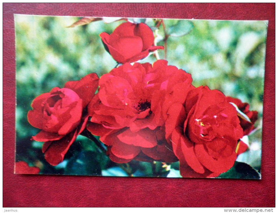 Greeting Card - rose Lily Marlen - flowers - 1973 - Russia USSR - unused - JH Postcards