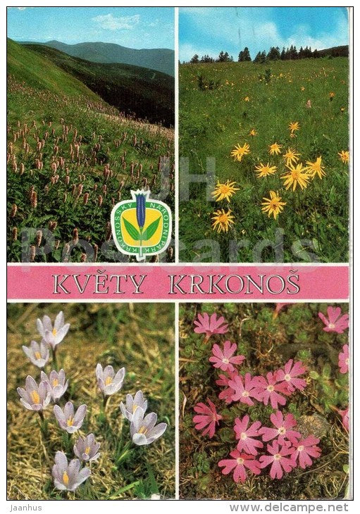 Krkonose - Rdesno - Polygonum bistrota - Arnica montana - flowers - Czechoslovakia - Czech - used 1982 - JH Postcards