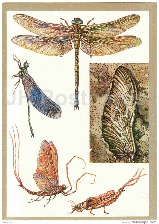 Dragonfly - Ephemera vulgata - larva - Protected Animals and Plants - 1983 - Russia USSR - unused - JH Postcards