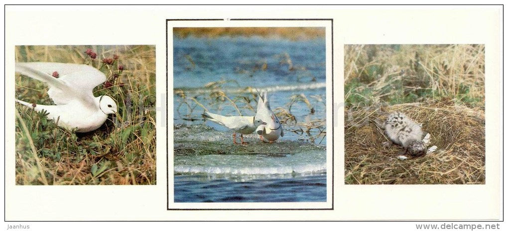 The Ross's gull , Rhodostethia rosea - birds - 1986 - Russia USSR - unused - JH Postcards