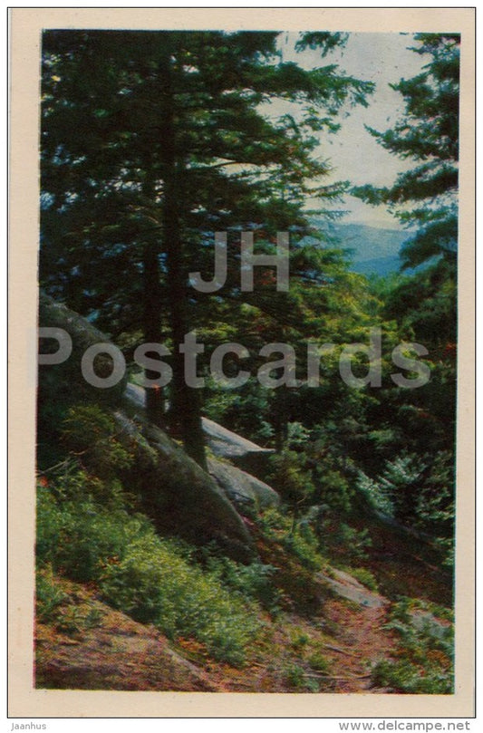 mountain forest - 1968 - Russia USSR - unused - JH Postcards