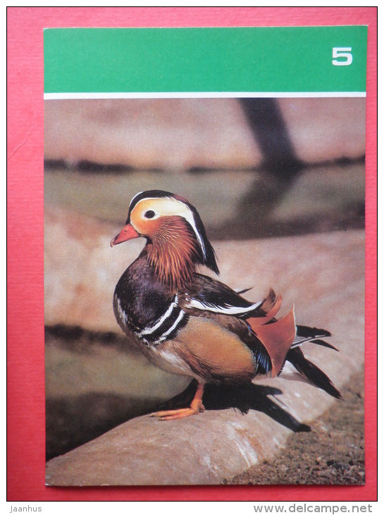 Mandarin duck , Aix galericulata - Moscow Zoo Birds - 1988 - Russia USSR - unused - JH Postcards