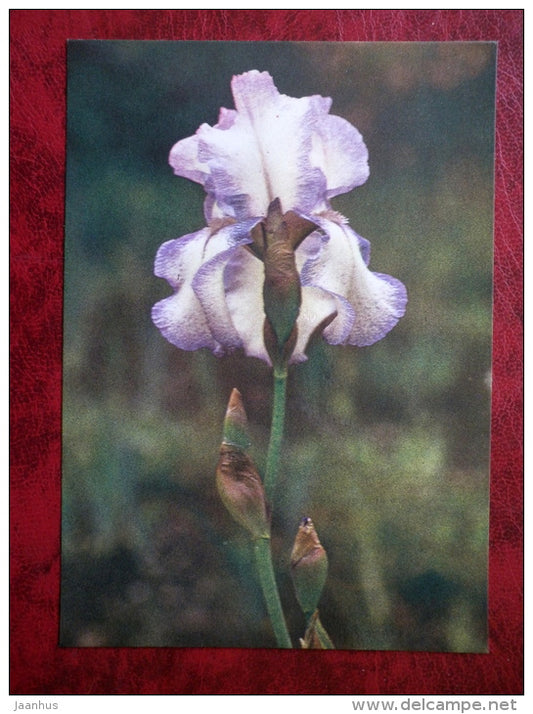 Belle Meade - Iris - flowers - 1984 - Estonia USSR - unused - JH Postcards