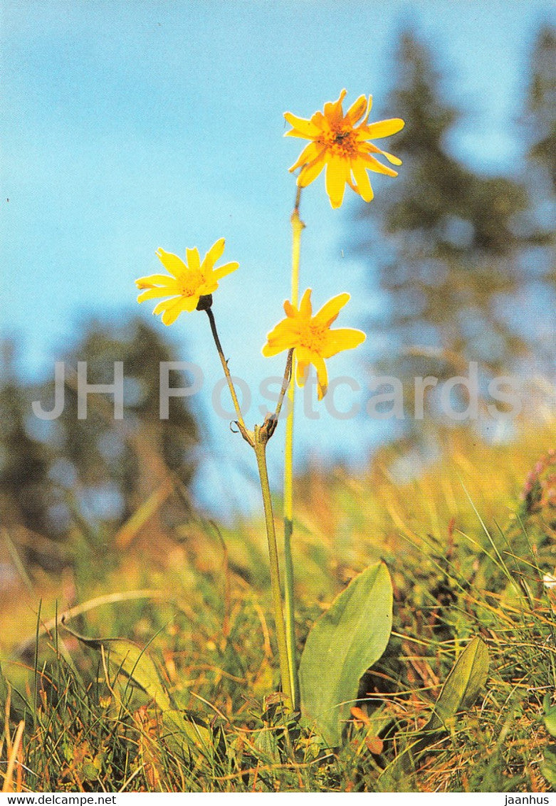 Mountain arnica - Arnica montana - Geschutzte Pflanzen - Protected plants - DDR Germany - unused - JH Postcards