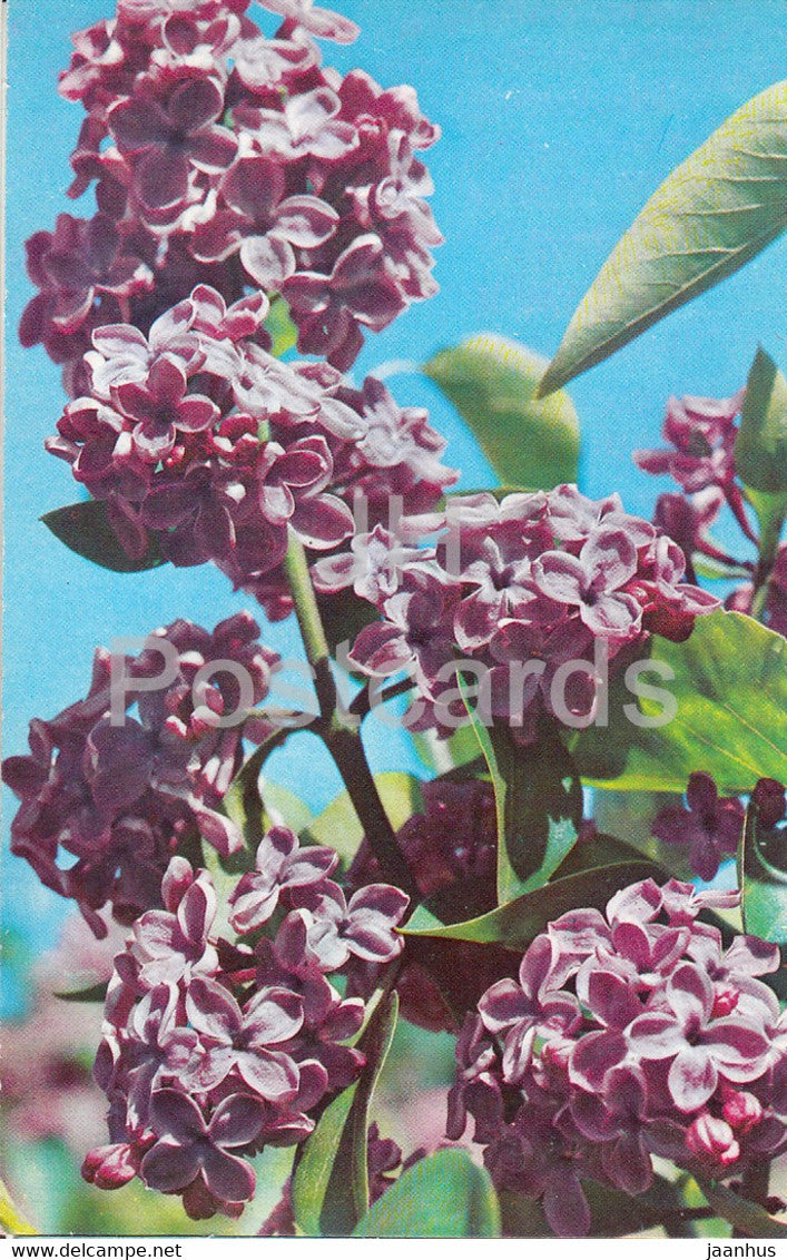 Diderot - Lilac - Flowers - 1973 - Russia USSR - unused - JH Postcards