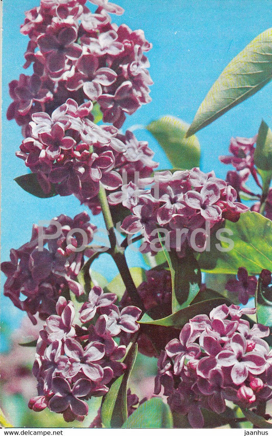 Diderot - Lilac - Flowers - 1973 - Russia USSR - unused - JH Postcards