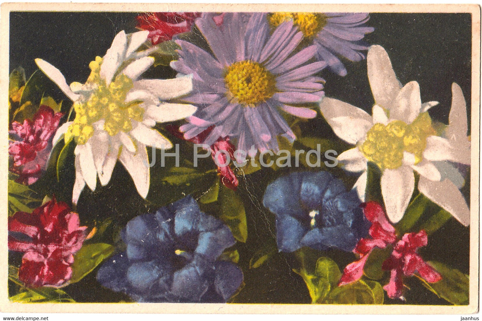 Gentian Clusii - Aster alpinus - Alpenaster - flowers - Photochromie - Serie 644 - old postcard - 1944 - used - JH Postcards