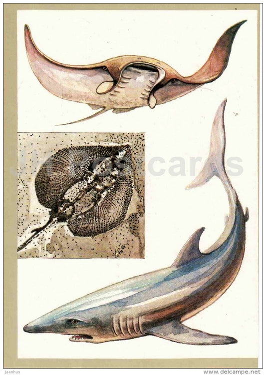 Manta - Porbeagle - shark - Stingray - Protected Animals and Plants - 1983 - Russia USSR - unused - JH Postcards