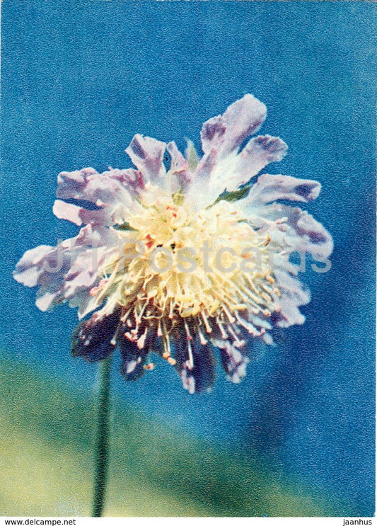 Field scabious - Knautia arvensis - Wild Flowers - 1971 - Russia USSR - unused - JH Postcards