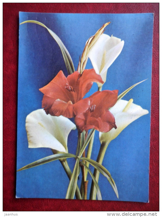 Greeting Card - calla - lily - flowers - 1973 - Russia USSR - used - JH Postcards