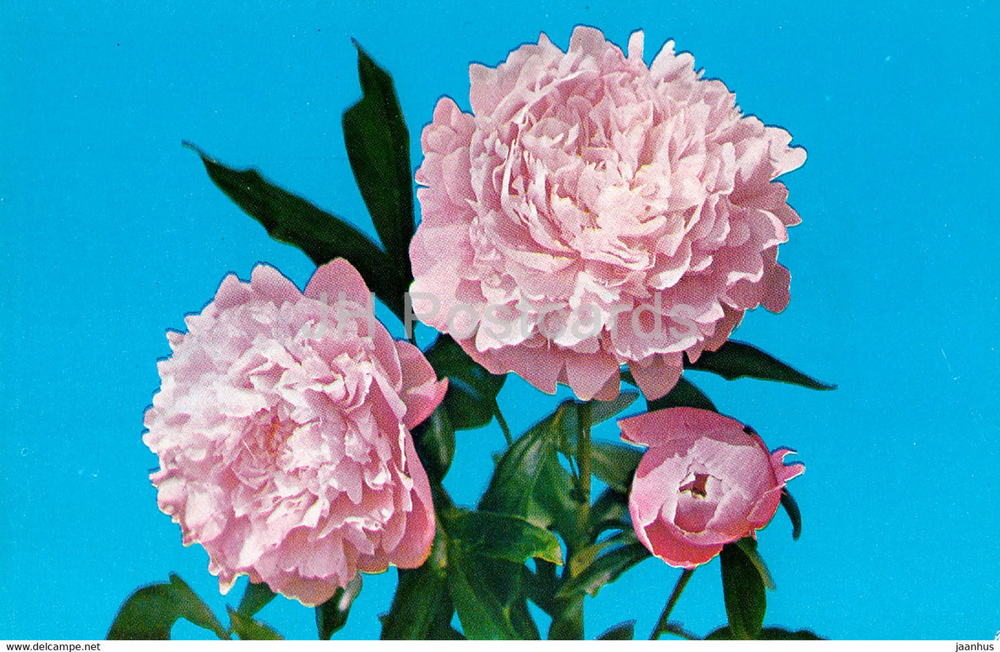 Youth - Peonies - flowers - 1977 - Russia USSR - unused - JH Postcards