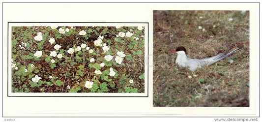 Arctic tern , Sterna paradisaea - birds - 1986 - Russia USSR - unused - JH Postcards