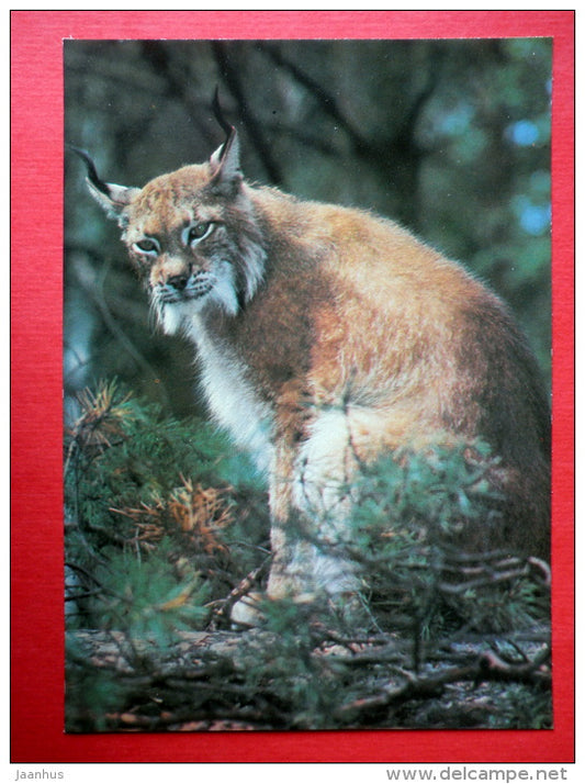 Lynx - animals - 1987 - Russia USSR - unused - JH Postcards