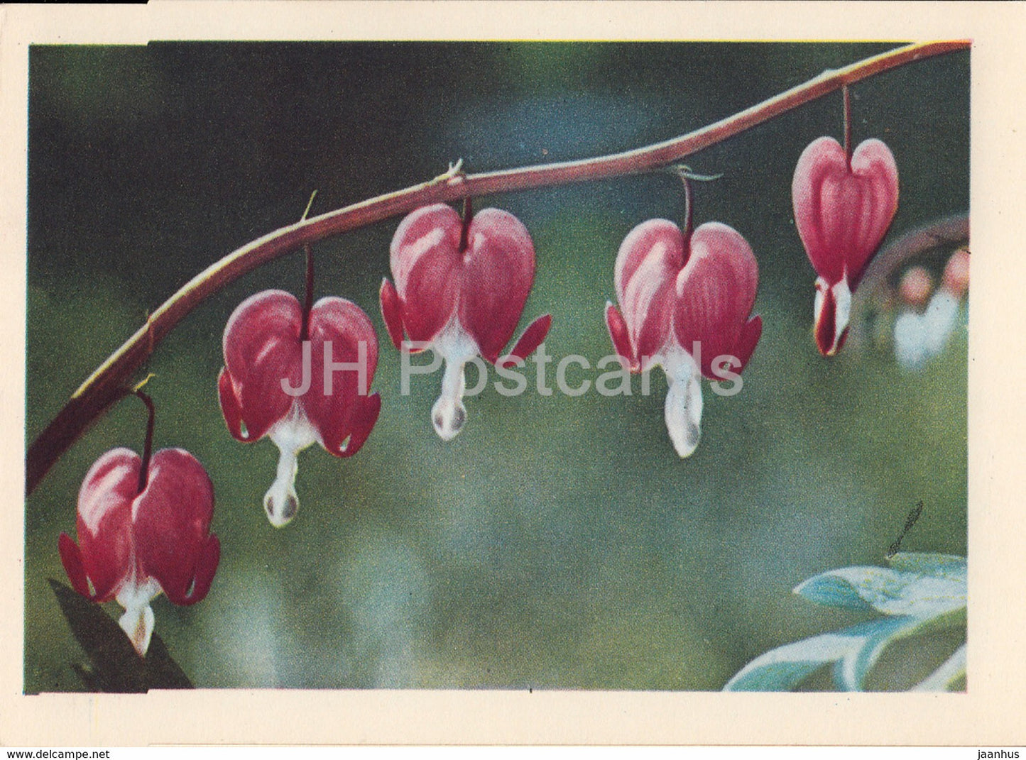 Asian bleeding-heart - Dicentra Bernh - flowers - plants - 1962 - Latvia USSR - unused - JH Postcards