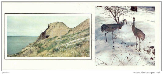 Sandhill Crane , Grus canadensis - birds - 1986 - Russia USSR - unused - JH Postcards