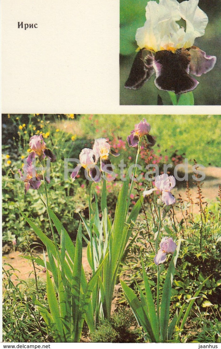 Iris - Iridaceae - Flowers - 1991 - Russia USSR - unused - JH Postcards