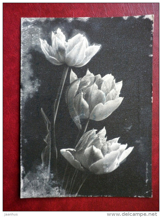 flowers - photo postcard - 1964 - Estonia USSR - sent from Estonia to Sweden , Landskrona - used - JH Postcards