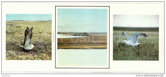 Long-tailed jaeger , Stercorarius longicaudus - European herring gull - birds - 1986 - Russia USSR - unused - JH Postcards