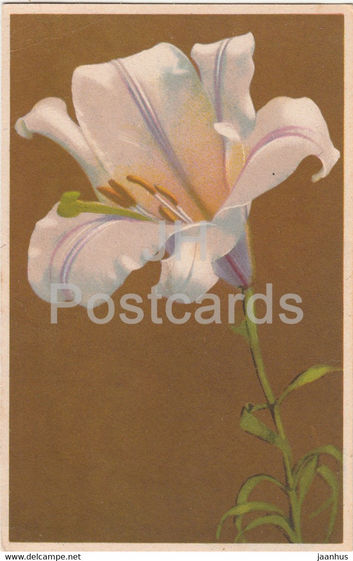 Lilium Regale - Konigslilie - lily - flowers - Photochromie - Serie 651 No 1843 - old postcard - 1944 - used - JH Postcards