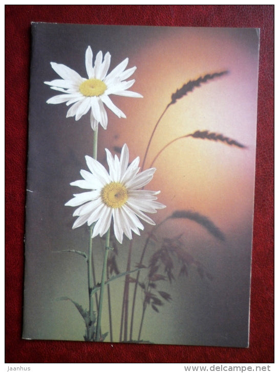 Greeting Card - daisies - flowers - 1986 - Russia USSR - used - JH Postcards