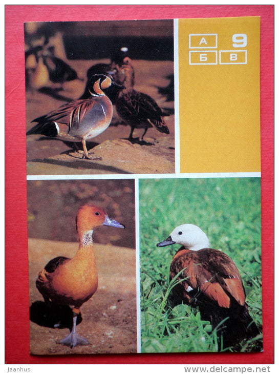 Baikal teal - Paradise shelduck - Fulvous whistling duck - Moscow Zoo Birds - 1988 - Russia USSR - unused - JH Postcards