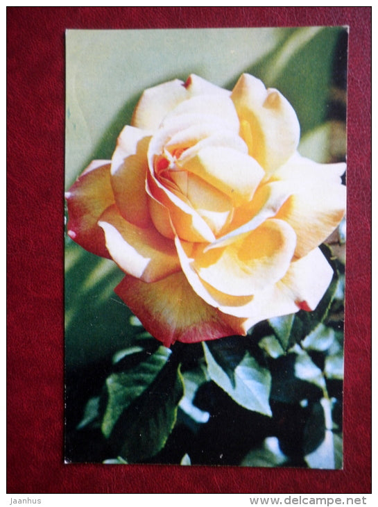 Greeting Card - rose Gloria Dei - flowers - 1973 - Russia USSR - used - JH Postcards