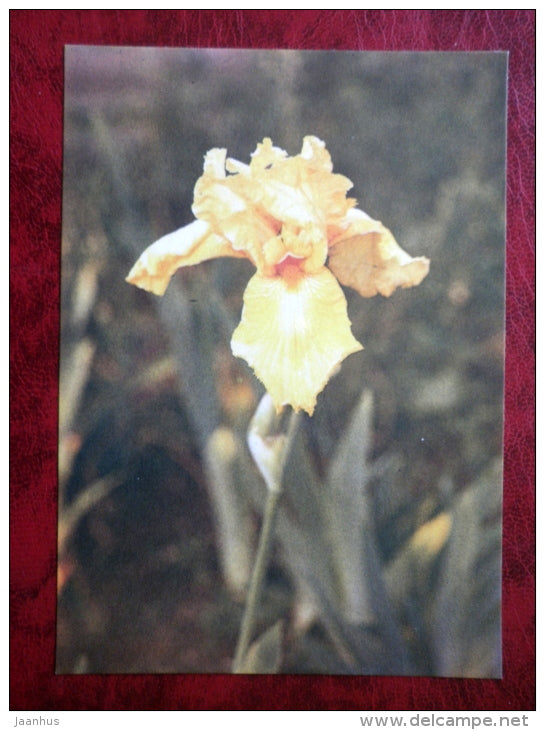 Limelight - Iris varieties - flowers - 1984 - Estonia USSR - unused - JH Postcards