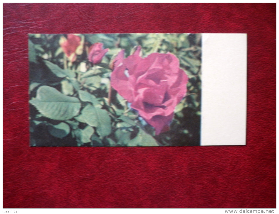 Rose - Buismans Triumph - flowers - 1968 - Estonia USSR - used - JH Postcards