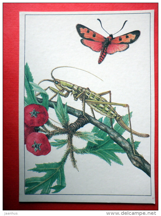 Predatory bush Cricket , Saga pedo - Bloodword Burnet , Zygaena laeta - insects - 1987 - Russia USSR - unused - JH Postcards